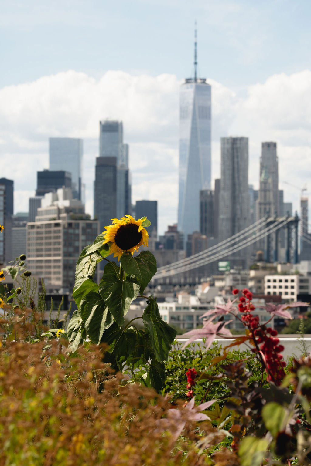 September 02, 2026 | Brooklyn Grange at the Navy Yard