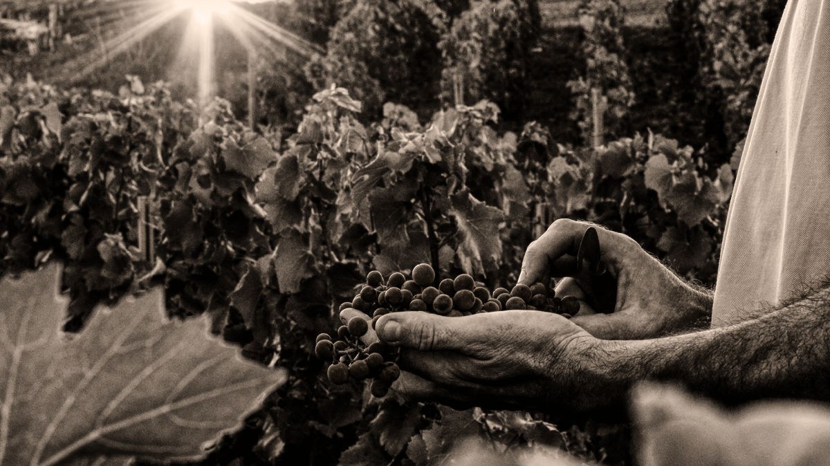 Champagne R. Pouillon & Fils, Mareuil Sur Ay, France