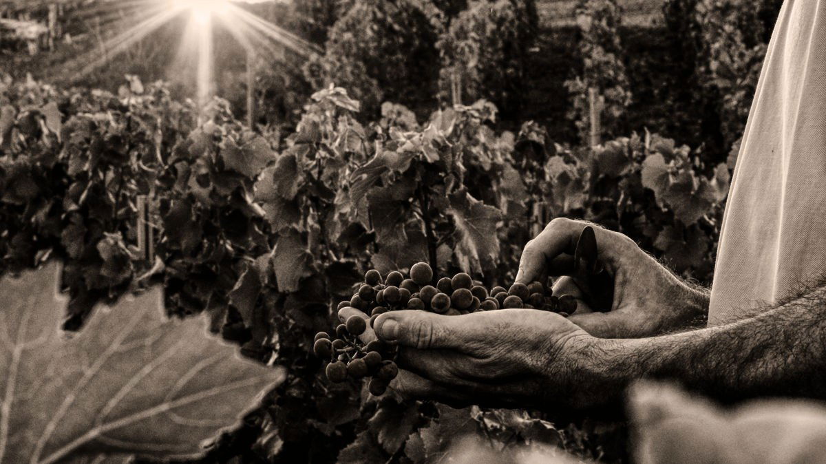 Champagne R. Pouillon & Fils, Winery in Mareuil Sur Ay