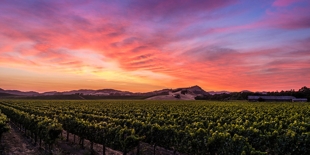 Auction Napa Valley 2026