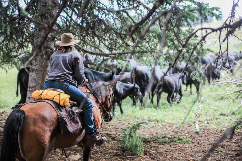 DOUBLE RAFTER CATTLE DRIVES, Ranchester, United States