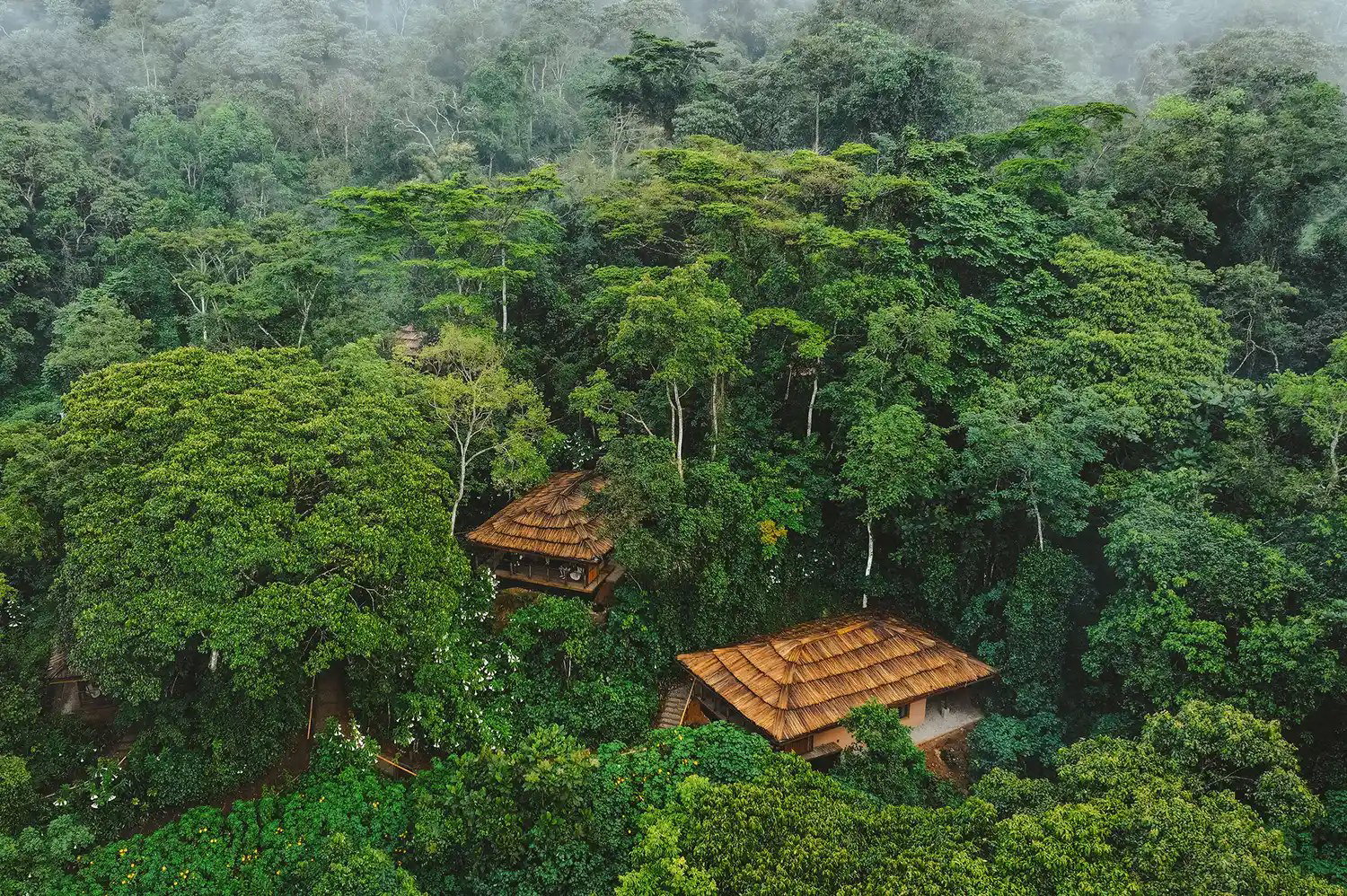 Gorilla Forest Lodge, an A&K Sanctuary, Bwindi Impenetrable Forest, Uganda