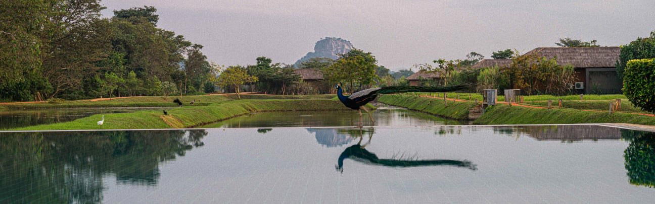 Water Garden Sigiriya, Sigiriya, Sri Lanka
