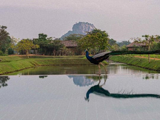 Water Garden Sigiriya, Sigiriya, Sri Lanka