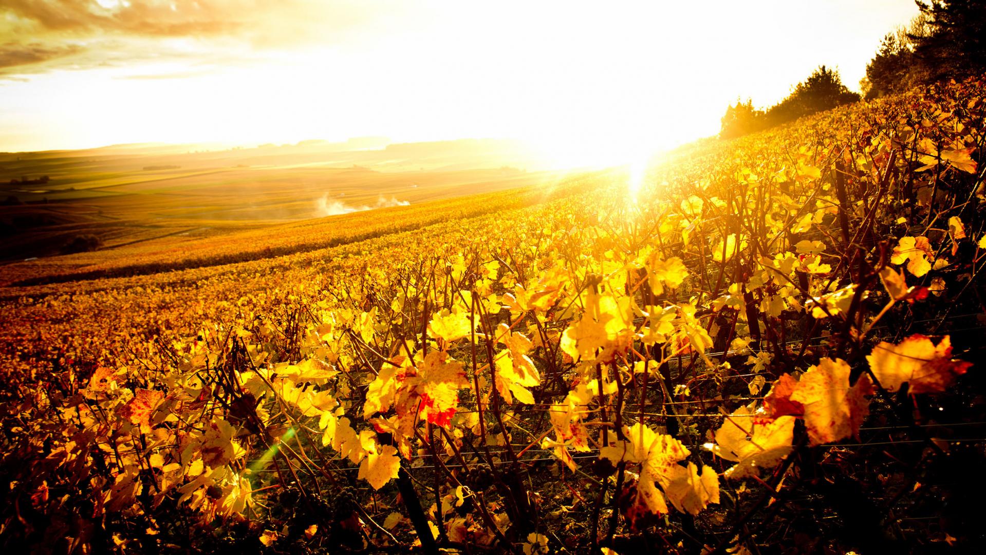 Champagne Savart, Winery in Ecueil