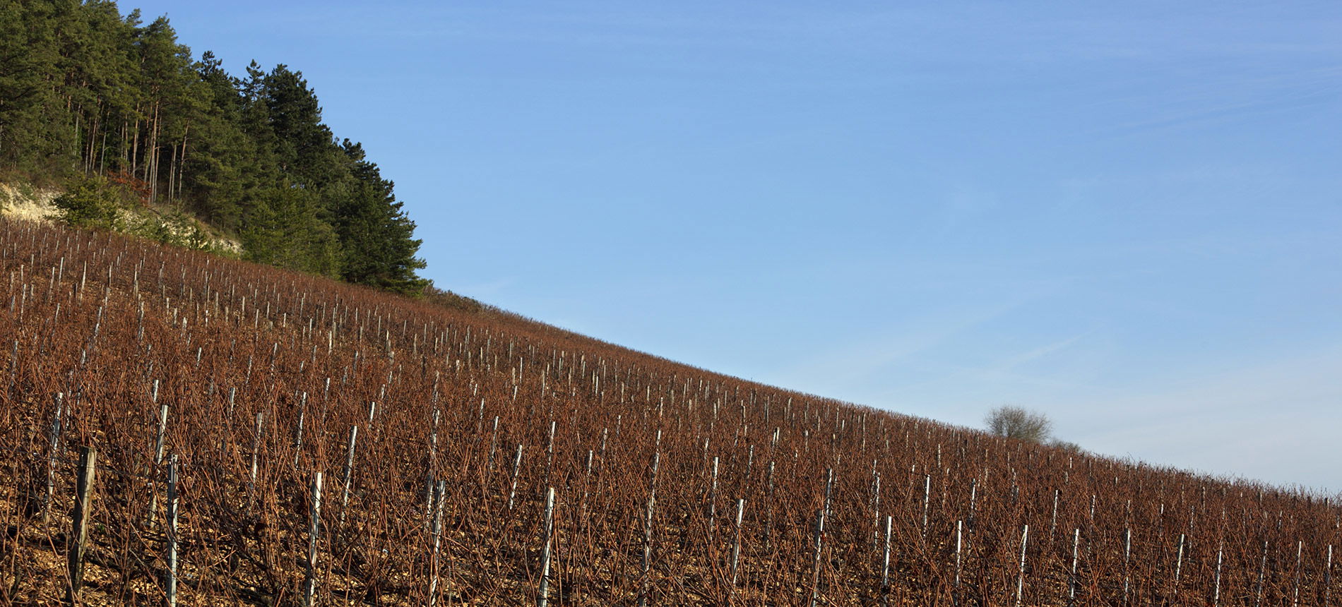 Champagne Marie-Courtin, Winery in Polisot