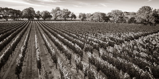 Aubert Wines
