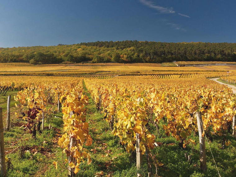 Domaine Rossignol-Trapet, Gevrey-Chambertin, France
