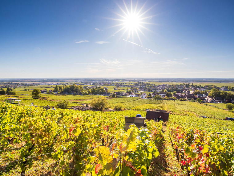 Domaine Bruno Clair, Marsannay-la-Côte, France