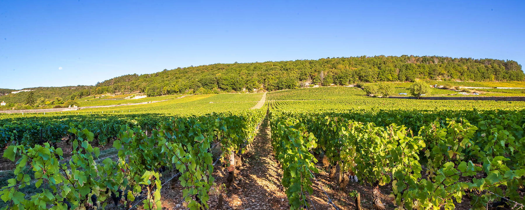 Domaine Bruno Clair, Winery in Marsannay-la-Côte