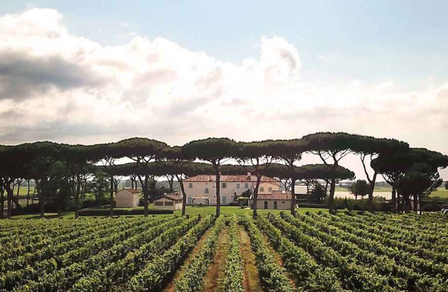 Tenuta Guado al Tasso, Winery in Bolgheri