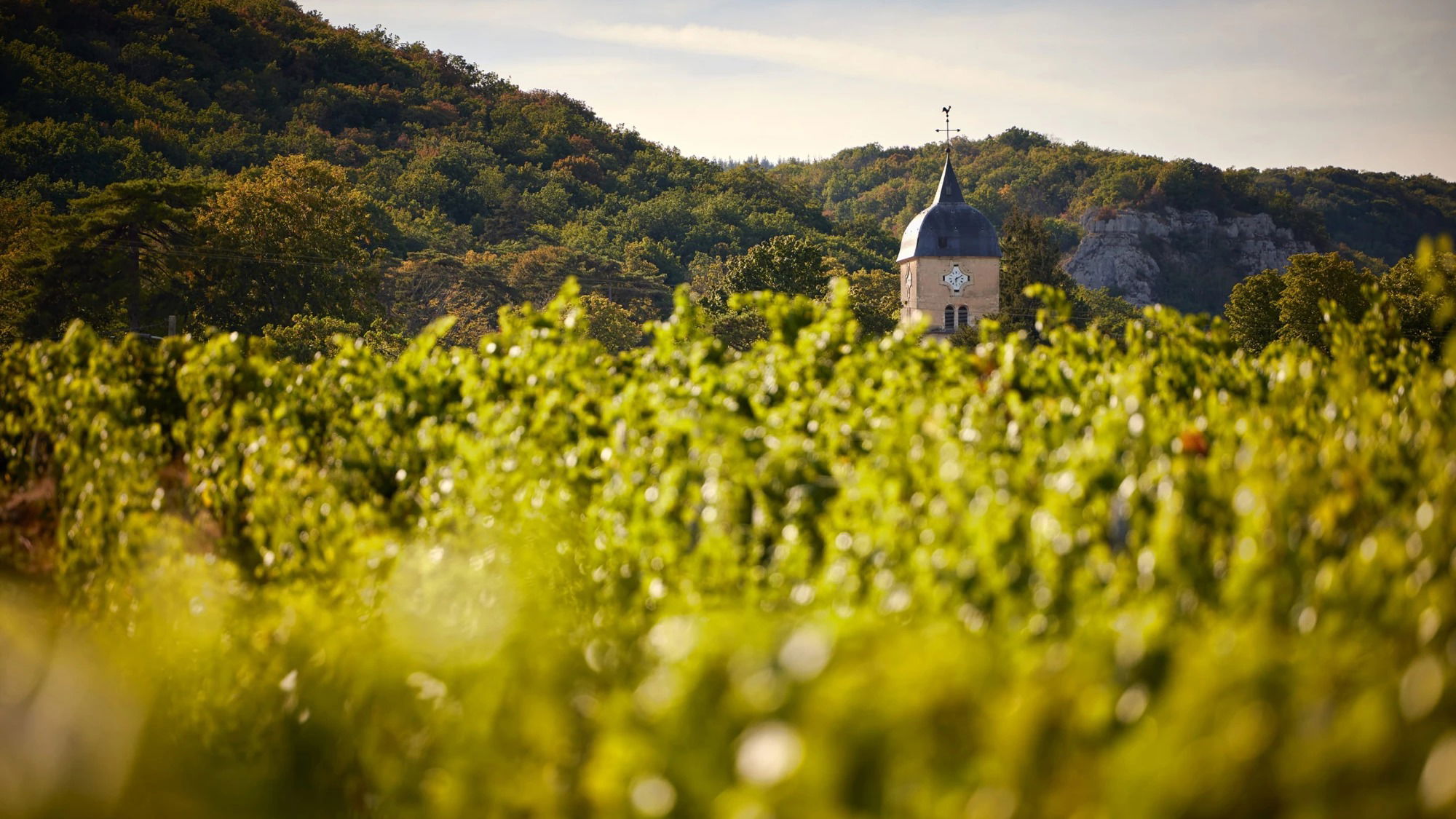 Domaine Georges Roumier, Winery in Chambolle-Musigny