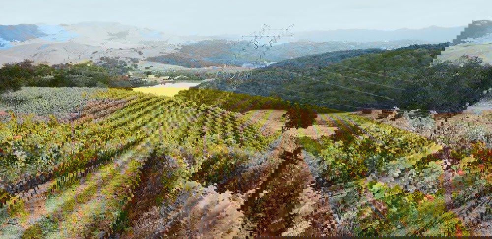 Alban Vineyards winery in Arroyo Grande, United States