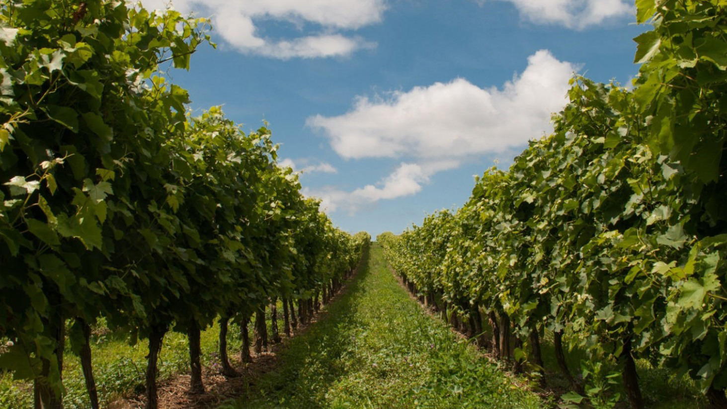 Clos Des Papes winery in Châteauneuf-du-Pape