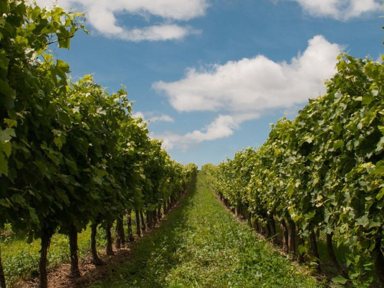 Clos Des Papes, Châteauneuf-du-Pape, France