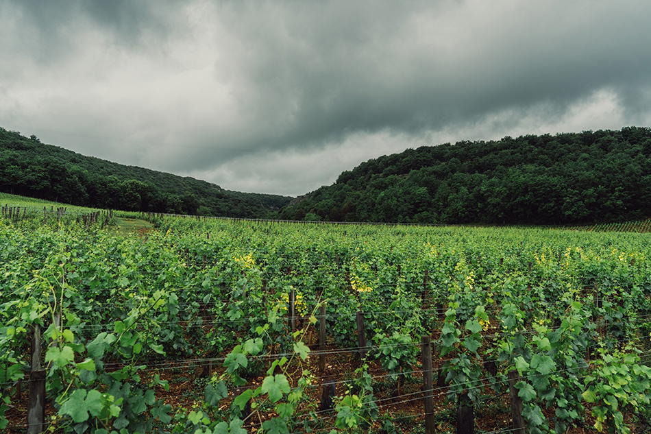 Domaine Rene Engel, Vosne-Romanée, France