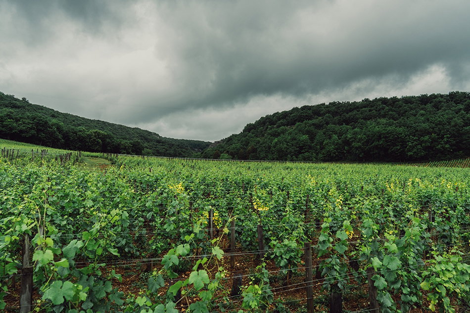 Domaine Rene Engel winery in Vosne-Romanée, France