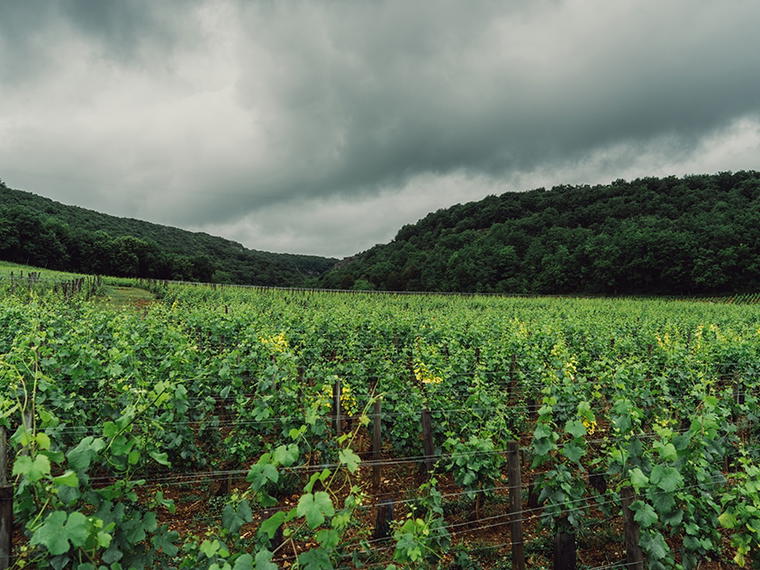 Domaine Rene Engel, Vosne-Romanée, France