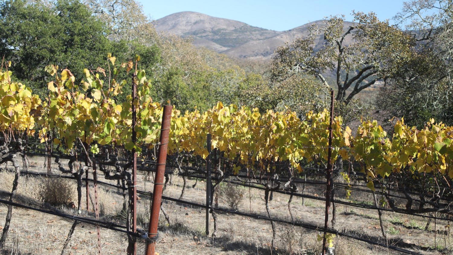 Kongsgaard, Napa, United States