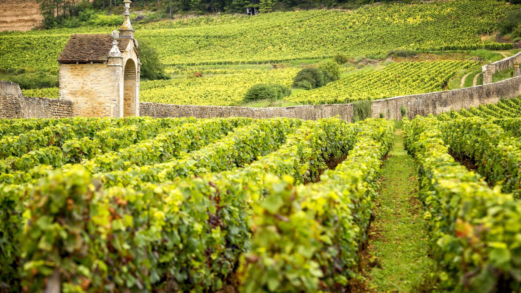 Domaine Robert Groffier Père & Fils, Morey-Saint-Denis, France