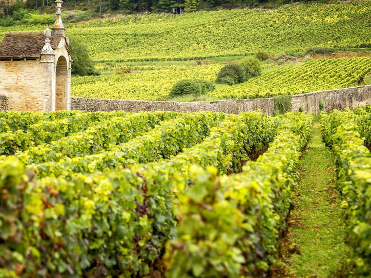 Domaine Robert Groffier Père & Fils, Morey-Saint-Denis, France