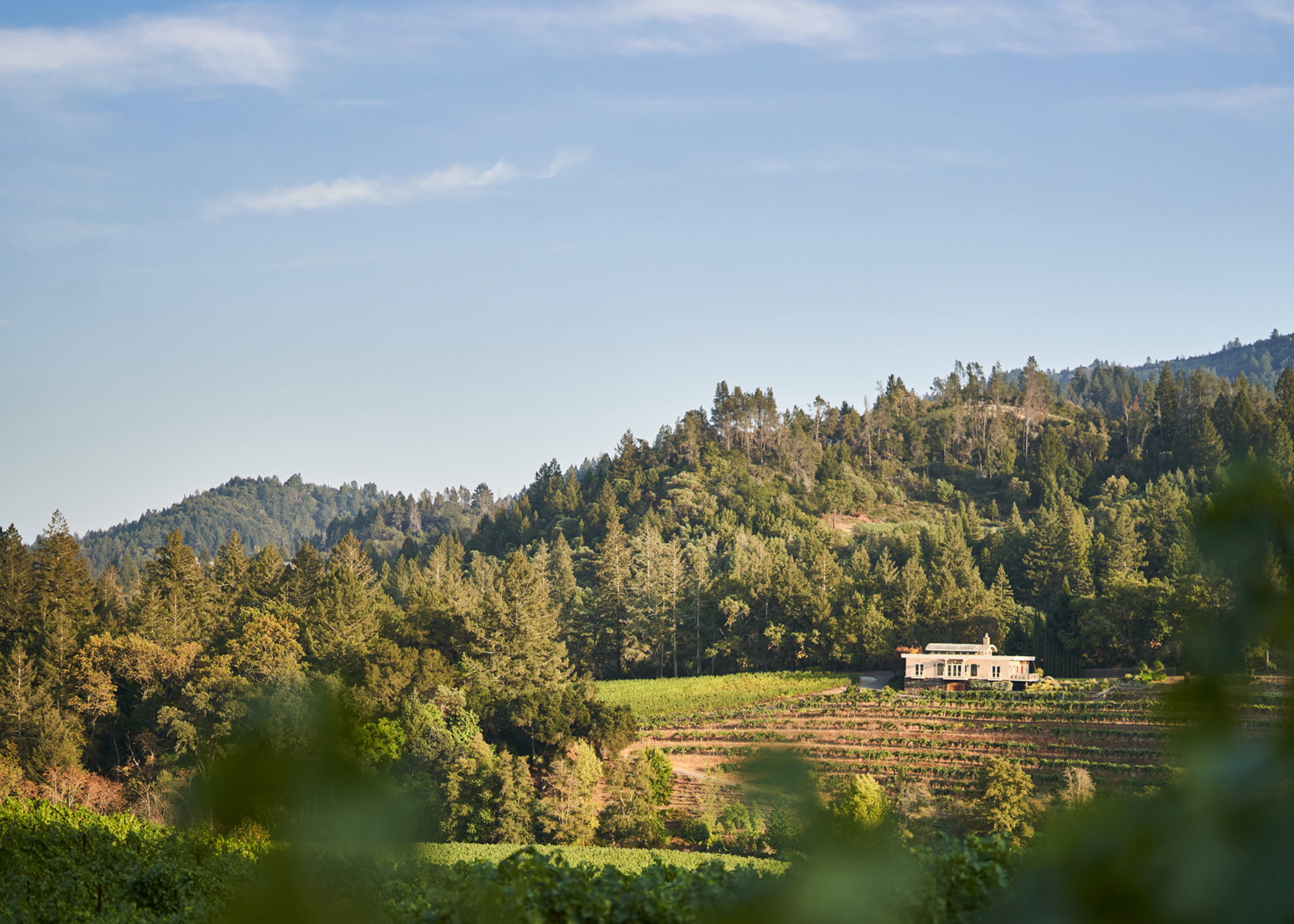 Diamond Creek Vineyards