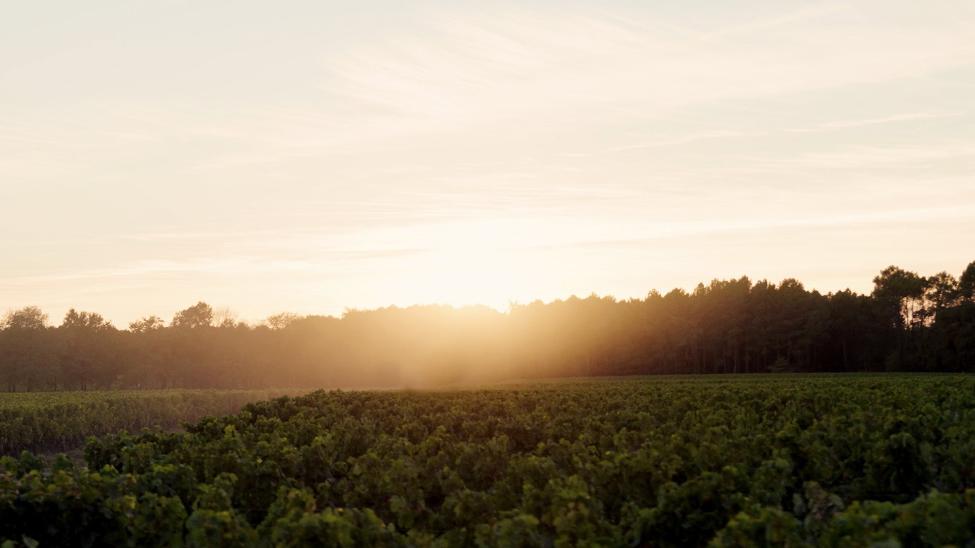 Domaine de Chevalier