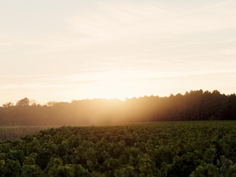Domaine de Chevalier, Léognan, France