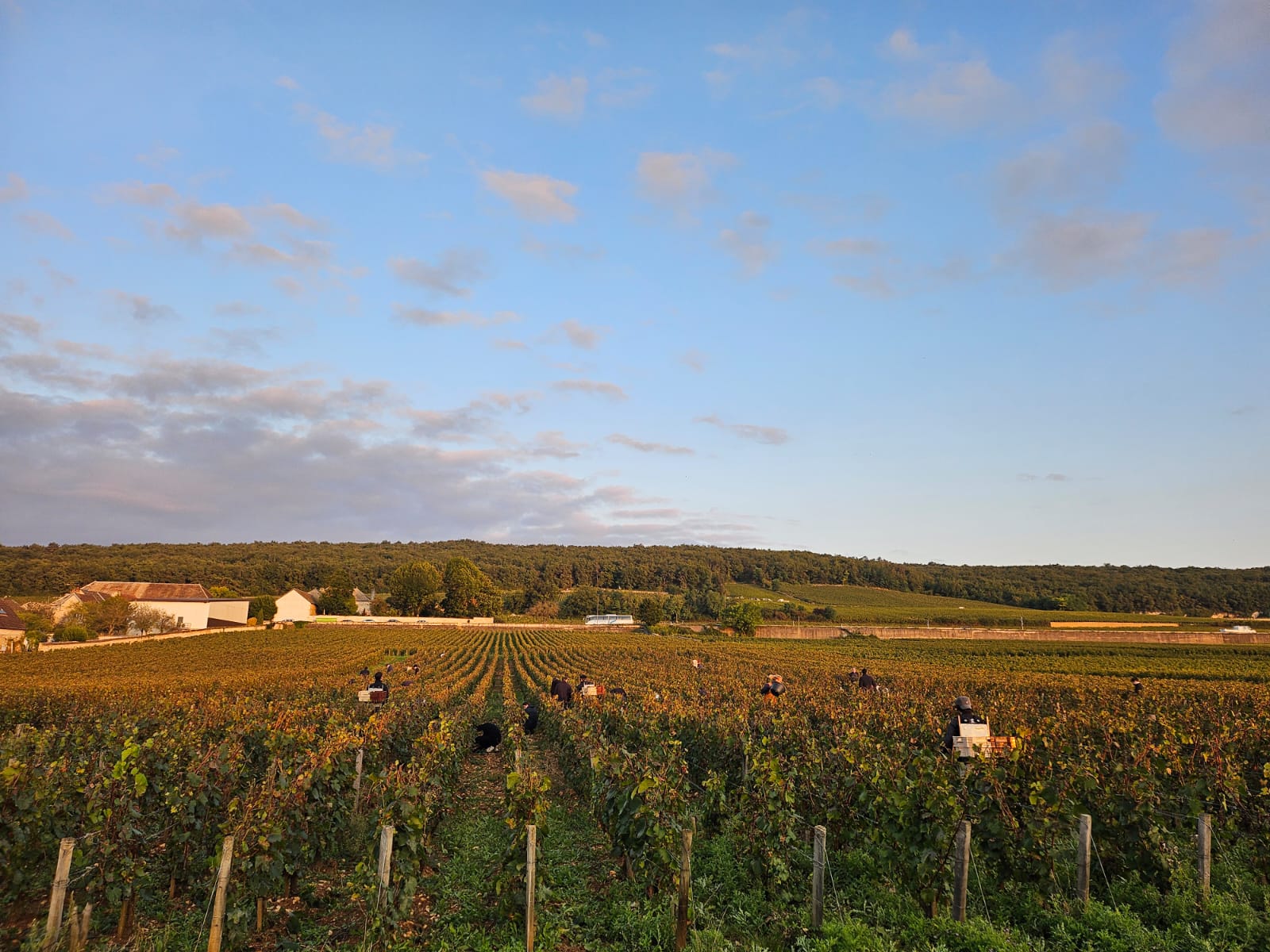 Domaine du Comte Liger-Belair winery in Vosne-Romanée, France