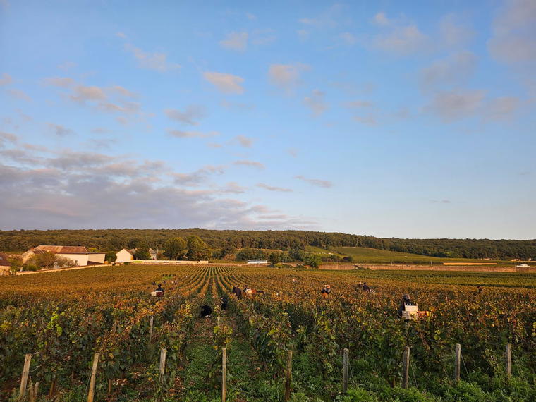 Domaine du Comte Liger-Belair, Vosne-Romanée, France