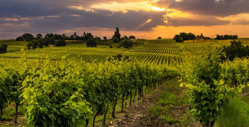 Domaine Fourrier winery in Gevrey-Chambertin, France