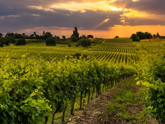 Domaine Fourrier, Gevrey-Chambertin, France