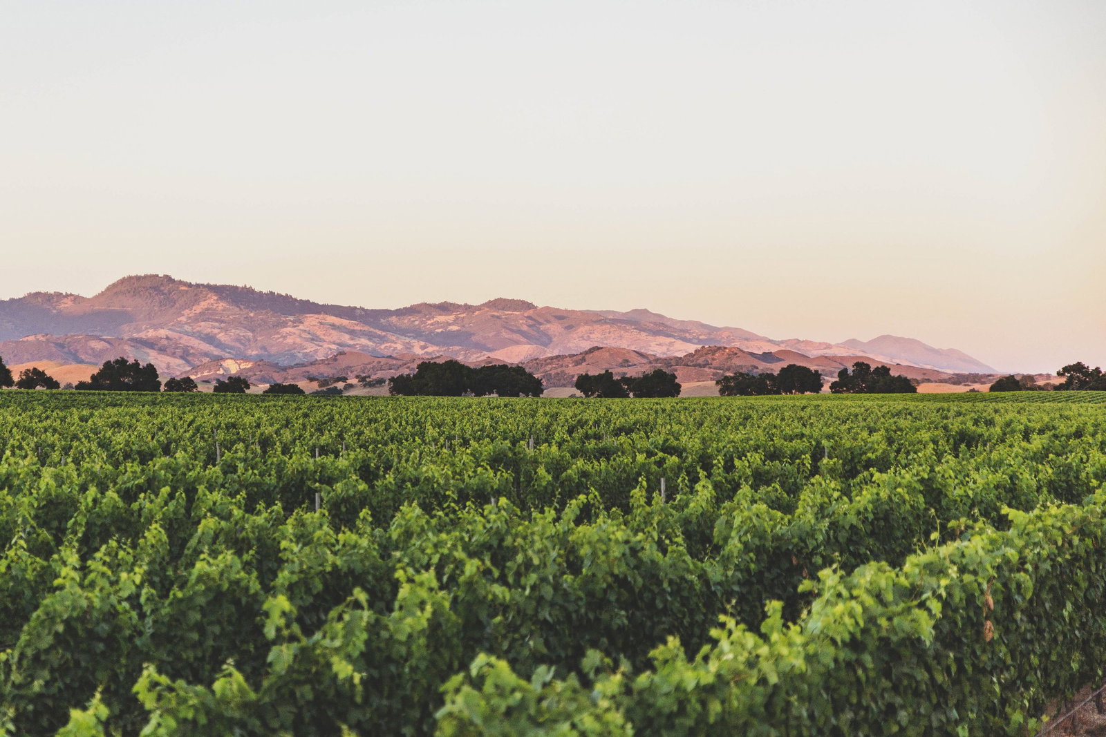Andrew Murray Vineyards, Los Olivos, United States