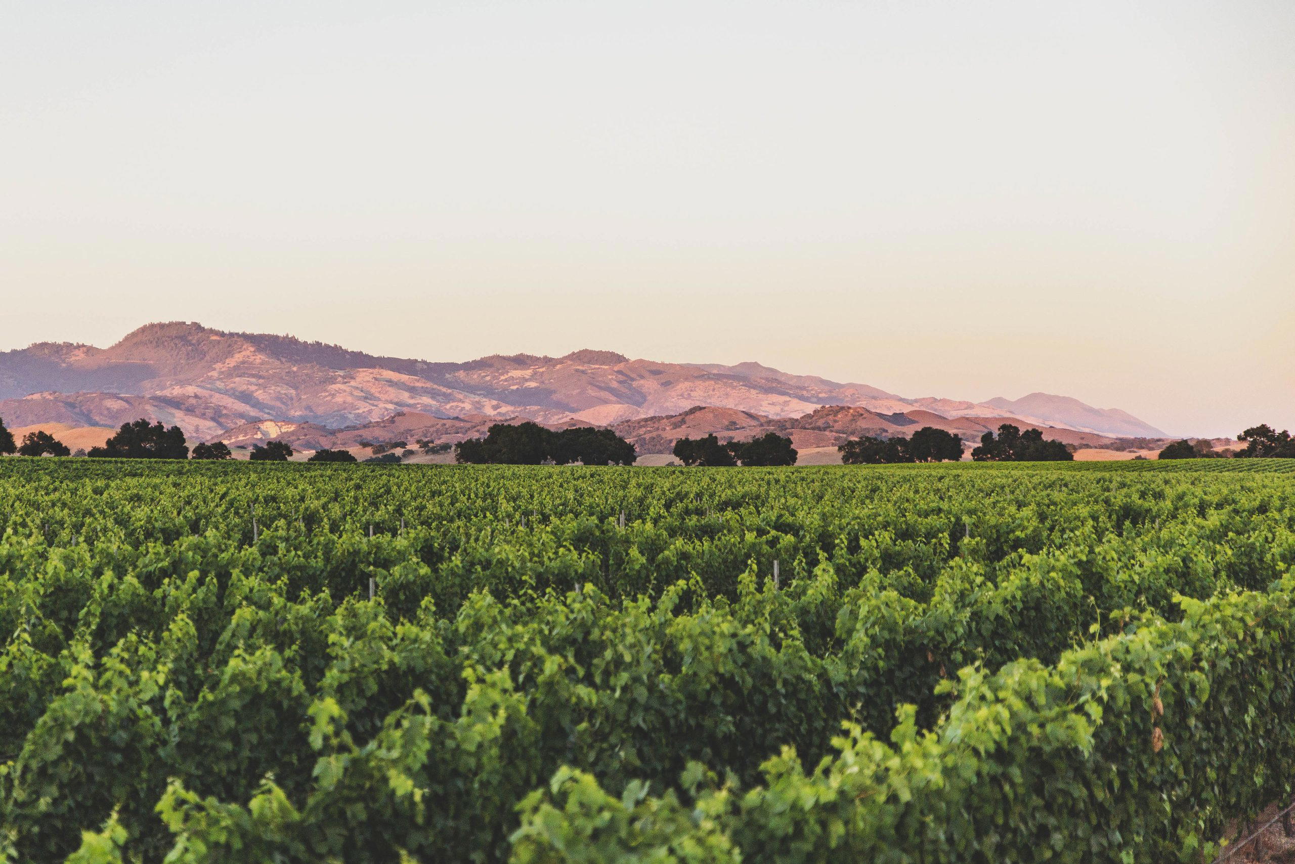Andrew Murray Vineyards, Los Olivos, United States