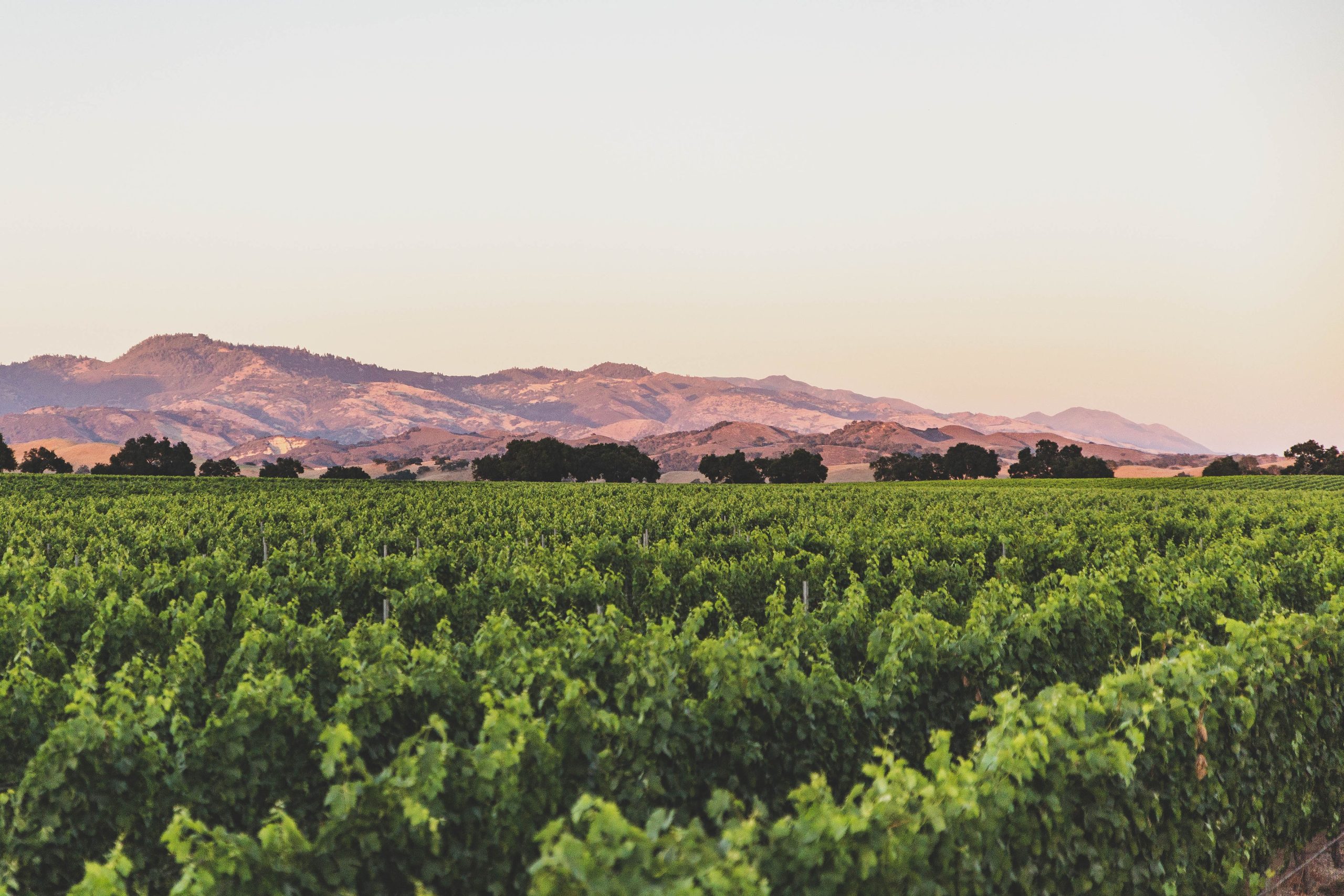 Andrew Murray Vineyards winery in Los Olivos, United States