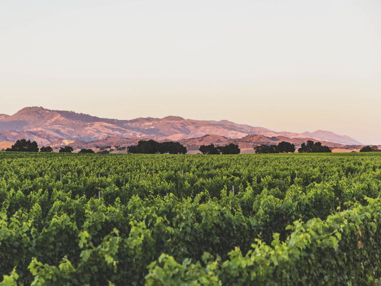Andrew Murray Vineyards, Los Olivos, United States