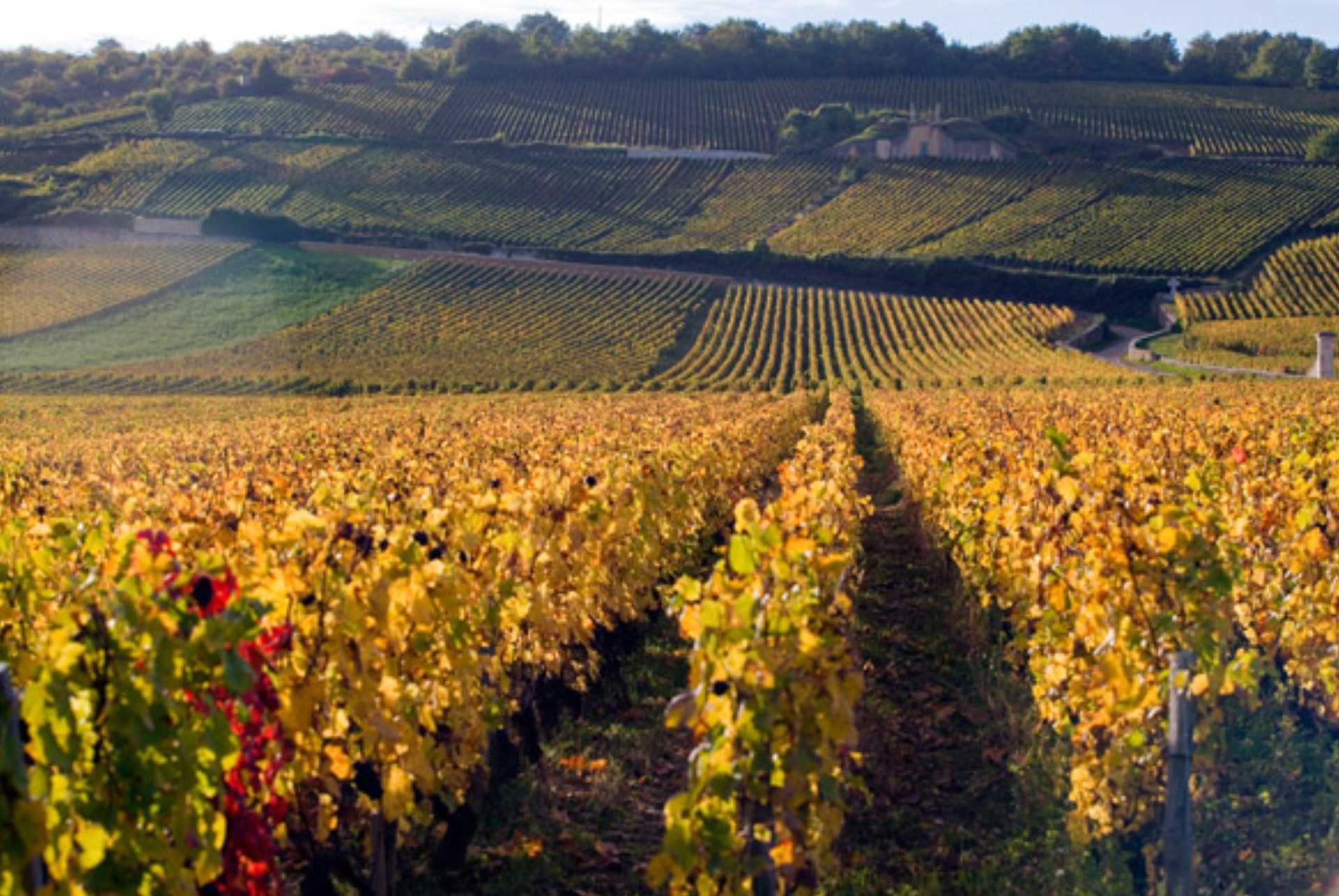 Domaine Arnoux-Lachaux, Vosne-Romanée, France