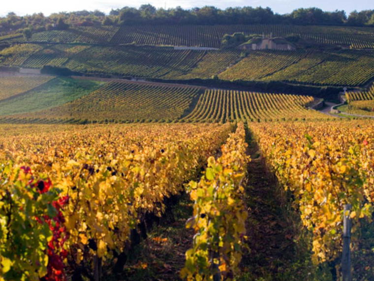 Domaine Arnoux Lachaux, Vosne-Romanée, France