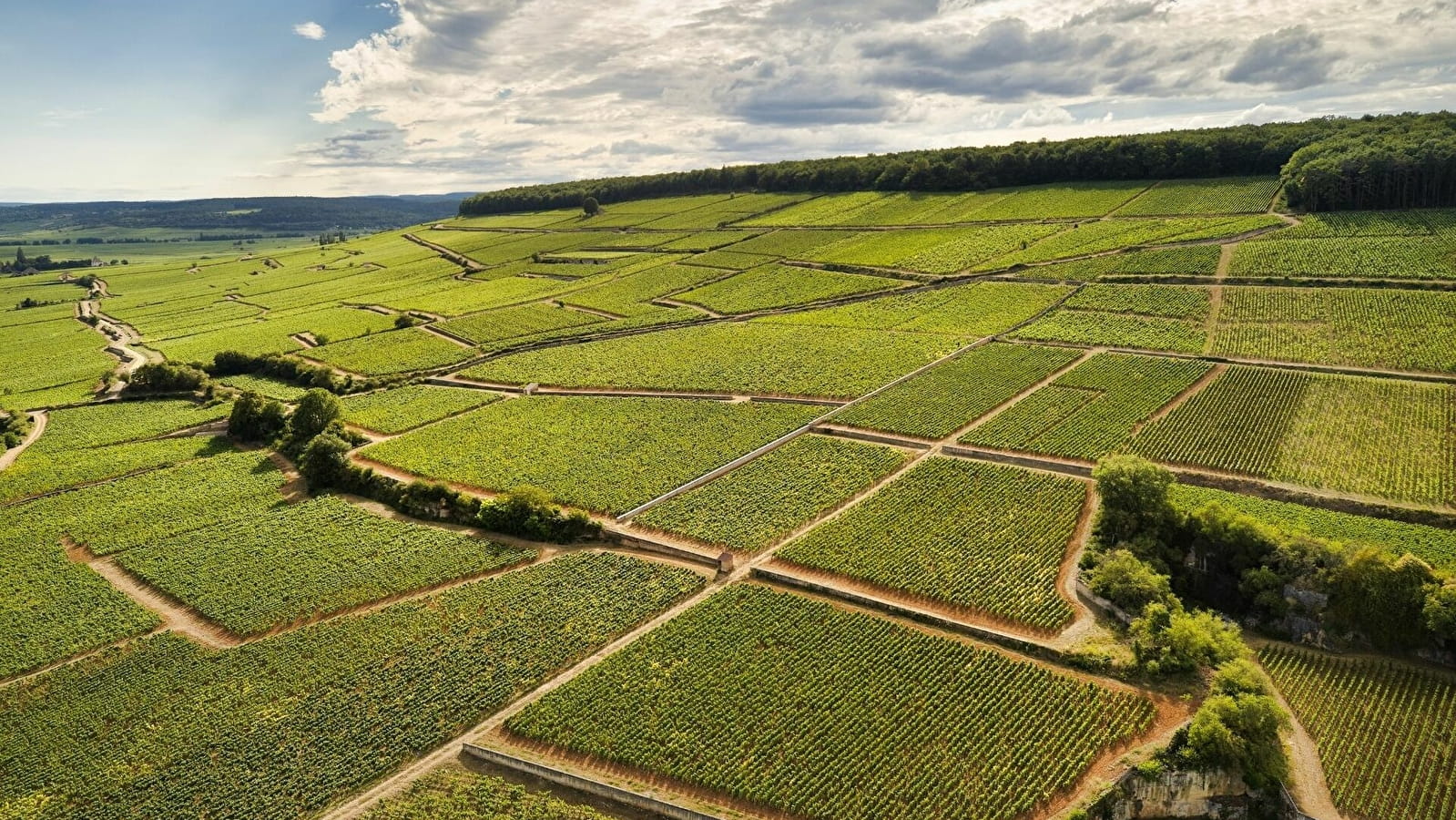 Domaine Taupenot-Merme, Morey-Saint-Denis, France