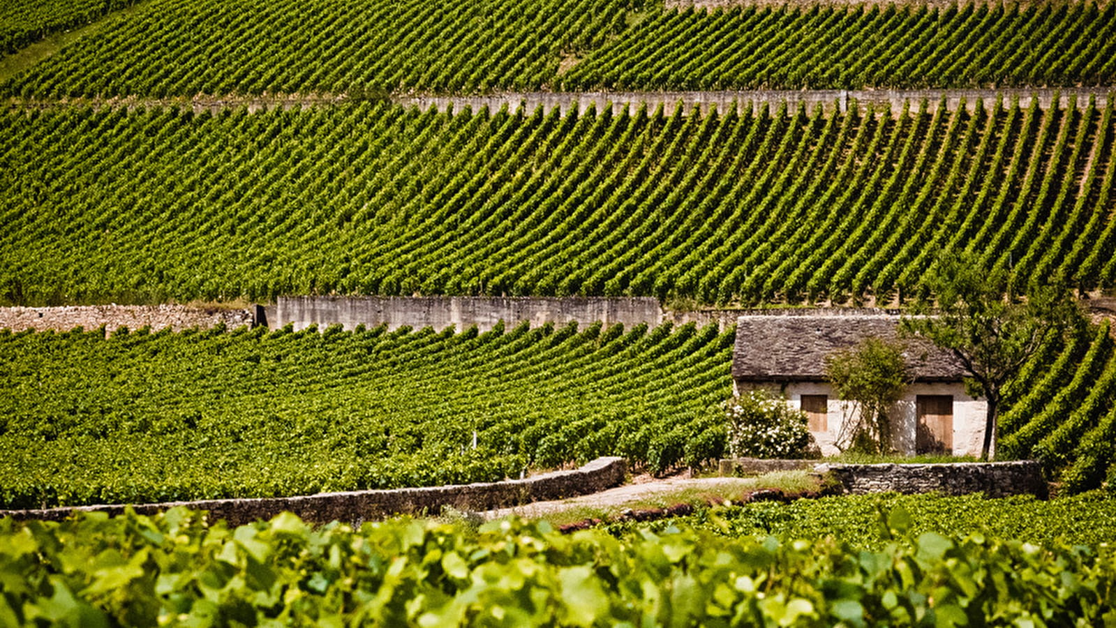 Domaine Bouchard Père et Fils