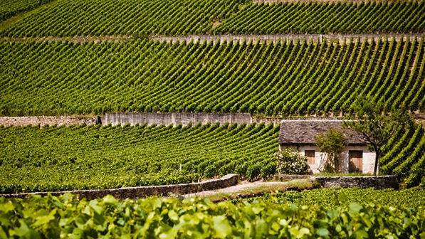 Domaine Bouchard Père et Fils