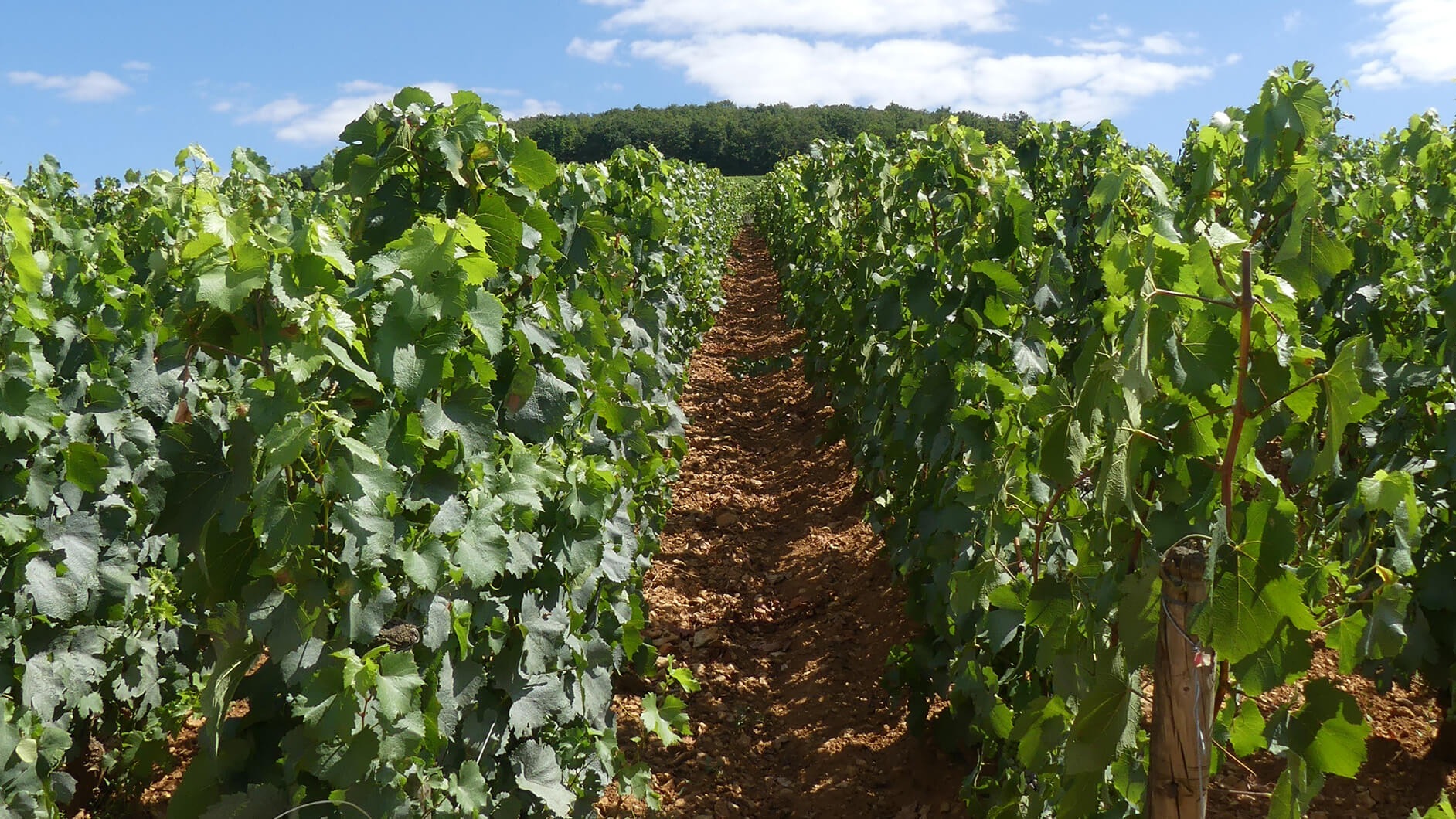 Domaine Bonneau du Martray
