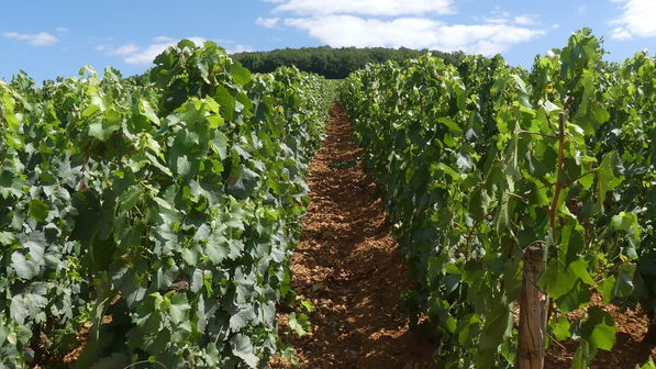 Domaine Bonneau du Martray
