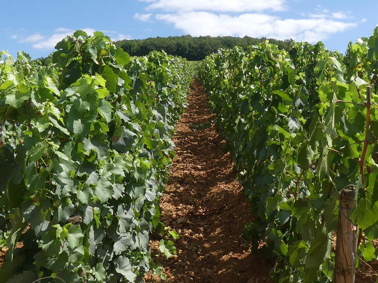 Domaine Bonneau du Martray, Pernand-Vergelesses, France