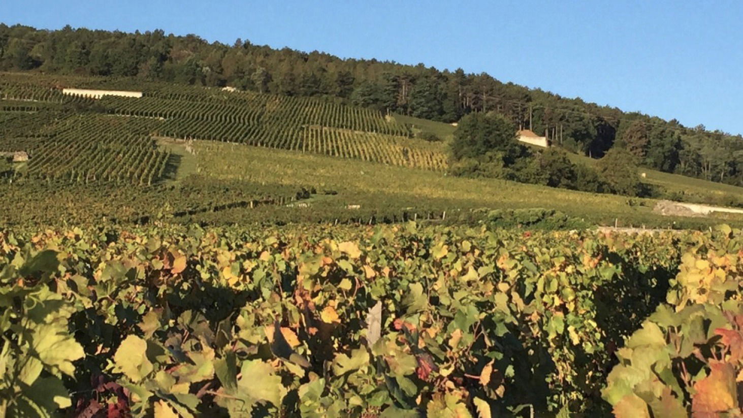 Domaine Emmanuel Rouget, Winery in Flagey-Echézeaux