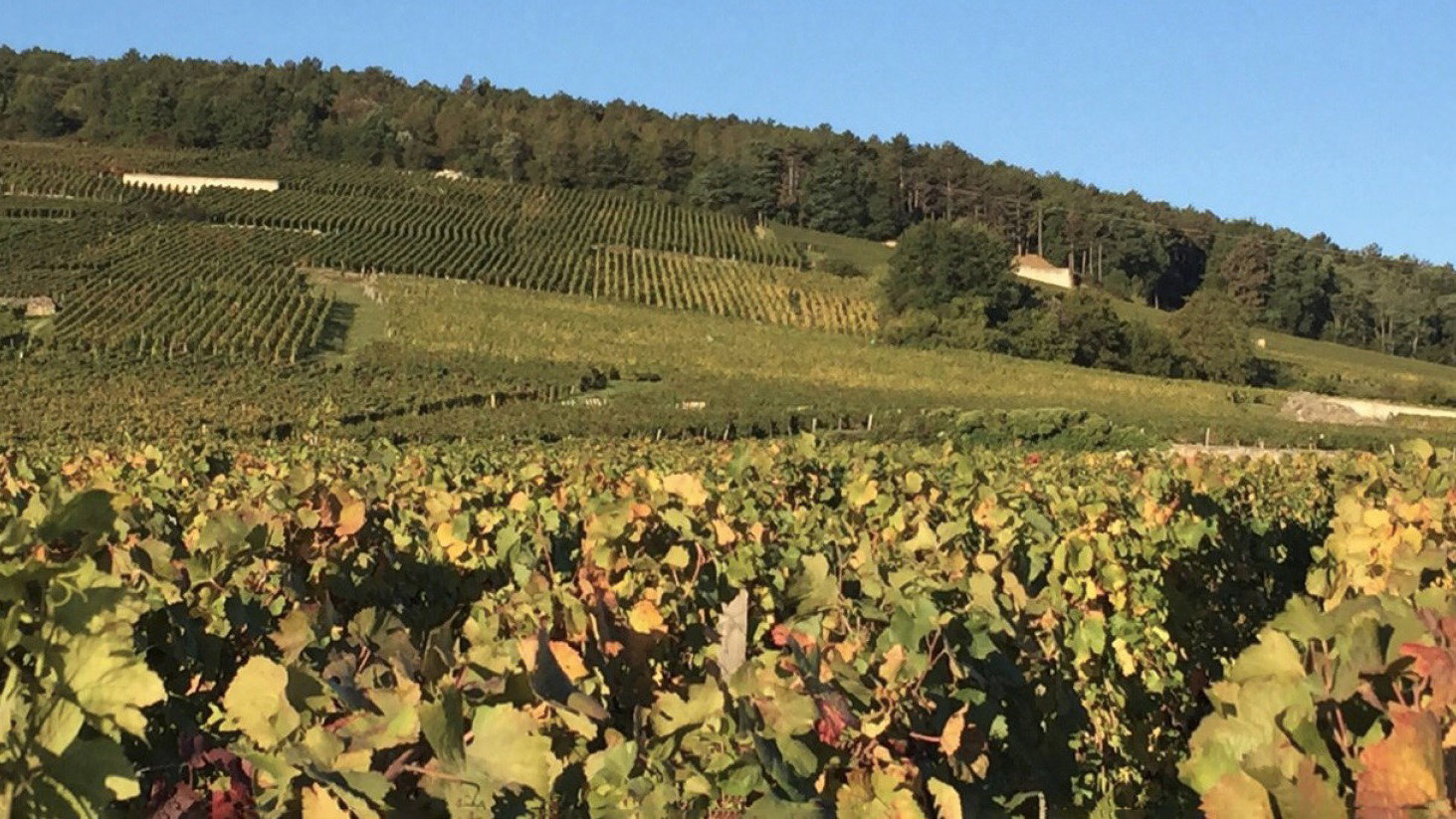 Domaine Emmanuel Rouget