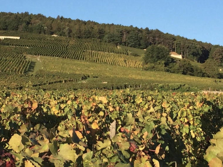 Domaine Emmanuel Rouget, Flagey-Echézeaux, France