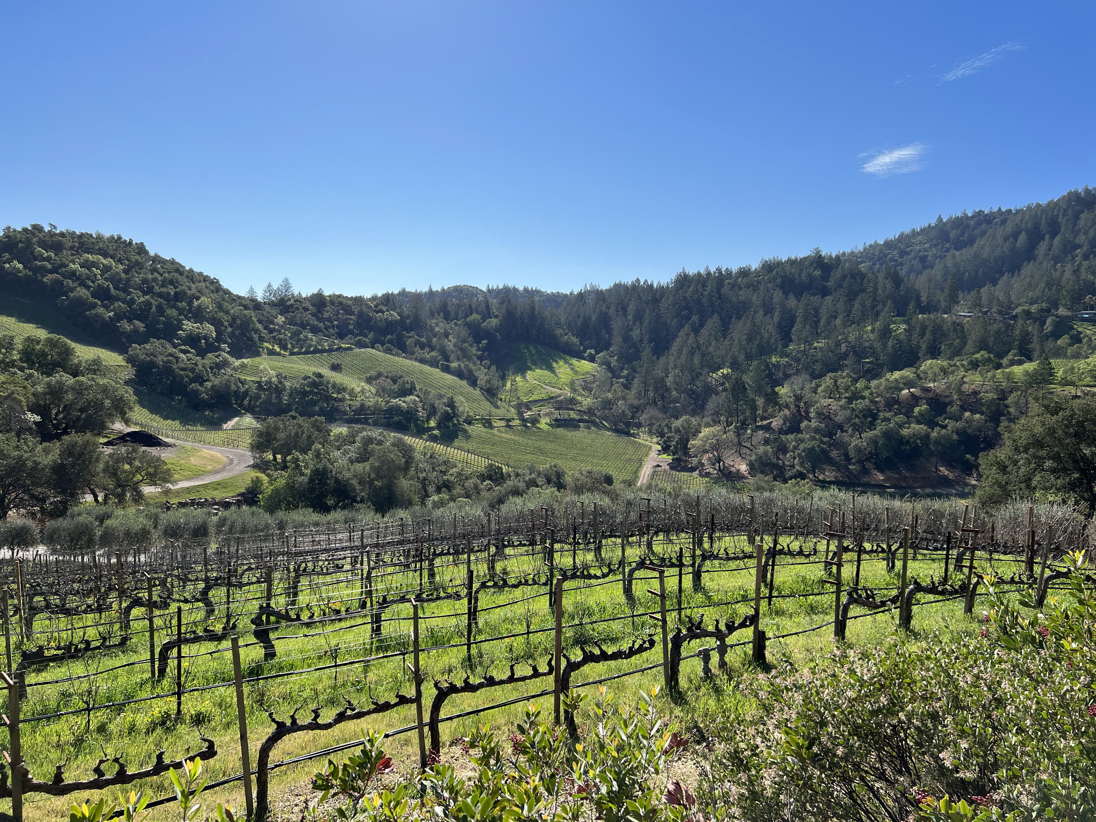 Harlan Estate winery in Napa, United States