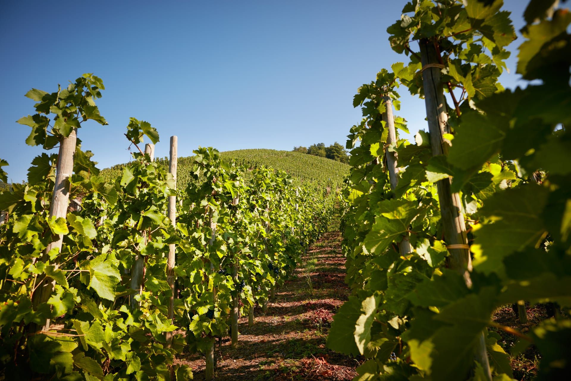 Domaine Jamet winery in Ampuis, France