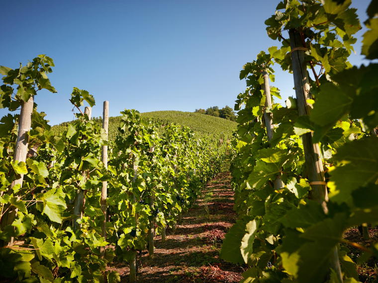 Domaine Jamet, Ampuis, France